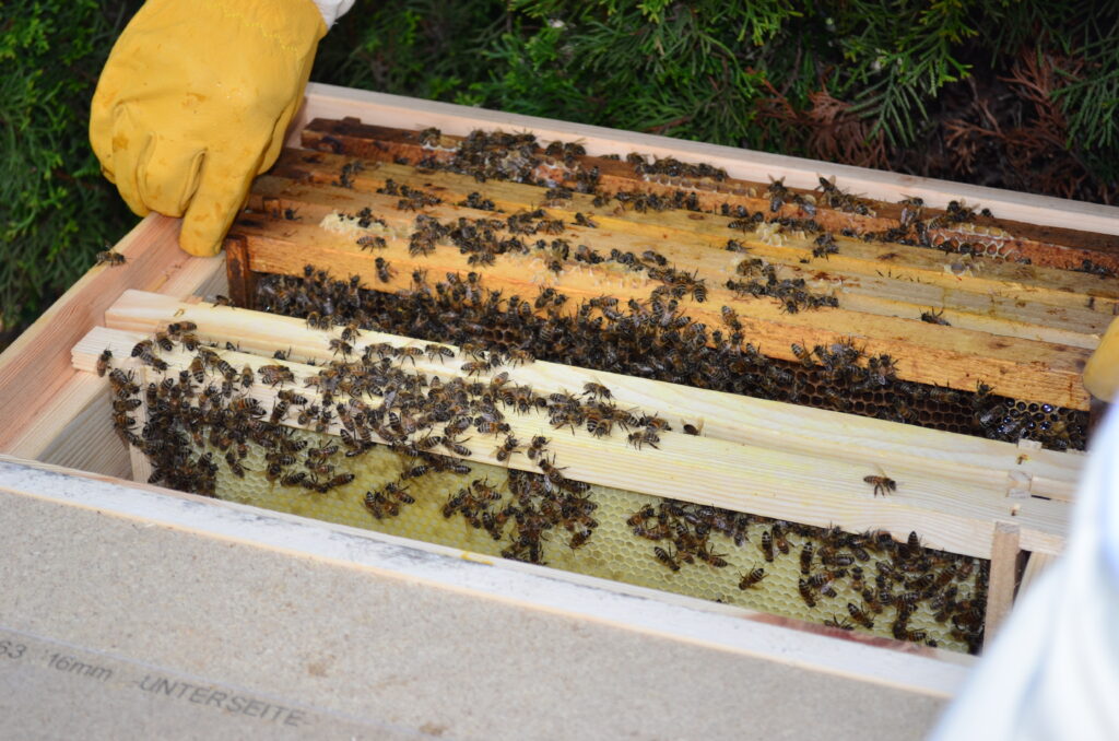 Zarge mit Bienen