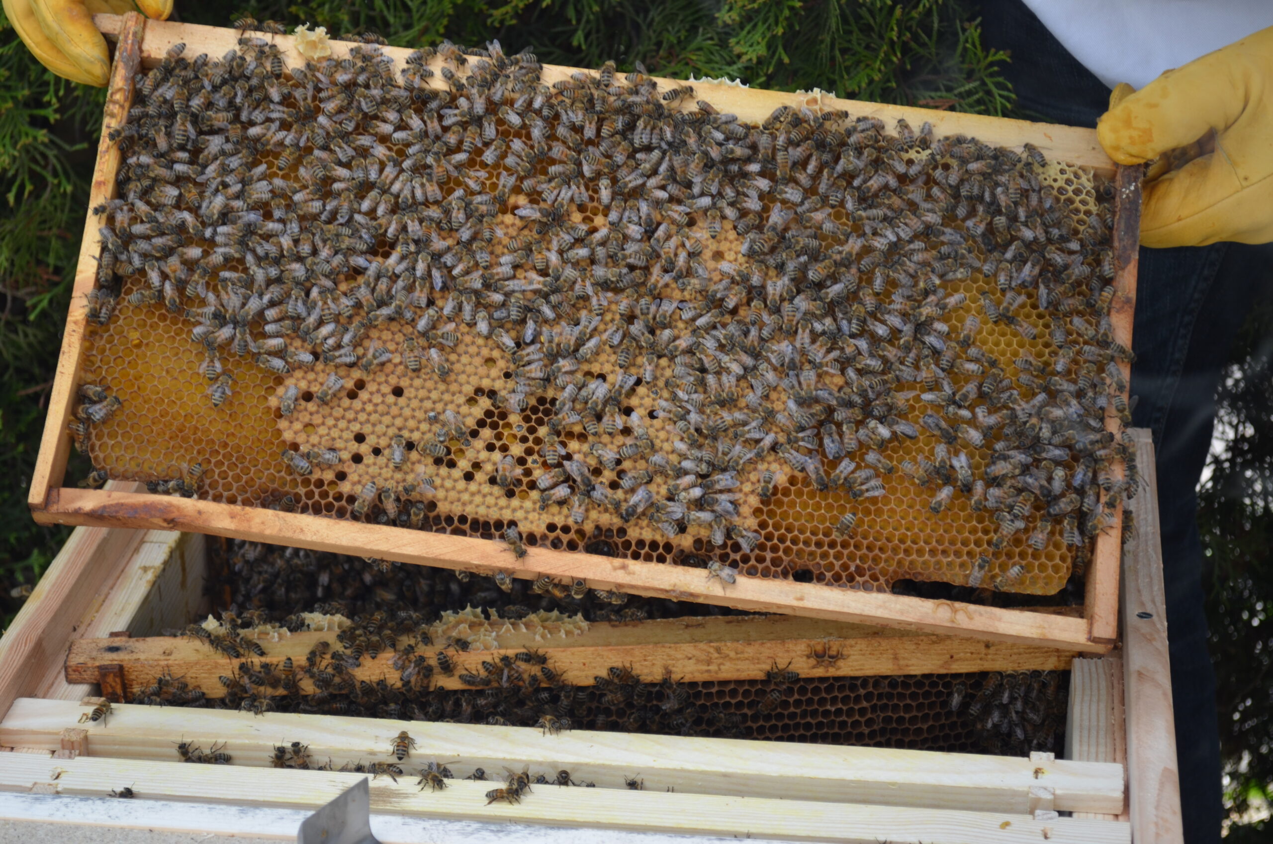 Bienen mit Waben
