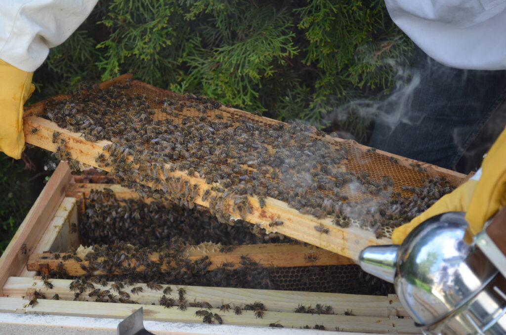 Bienen mit Waben