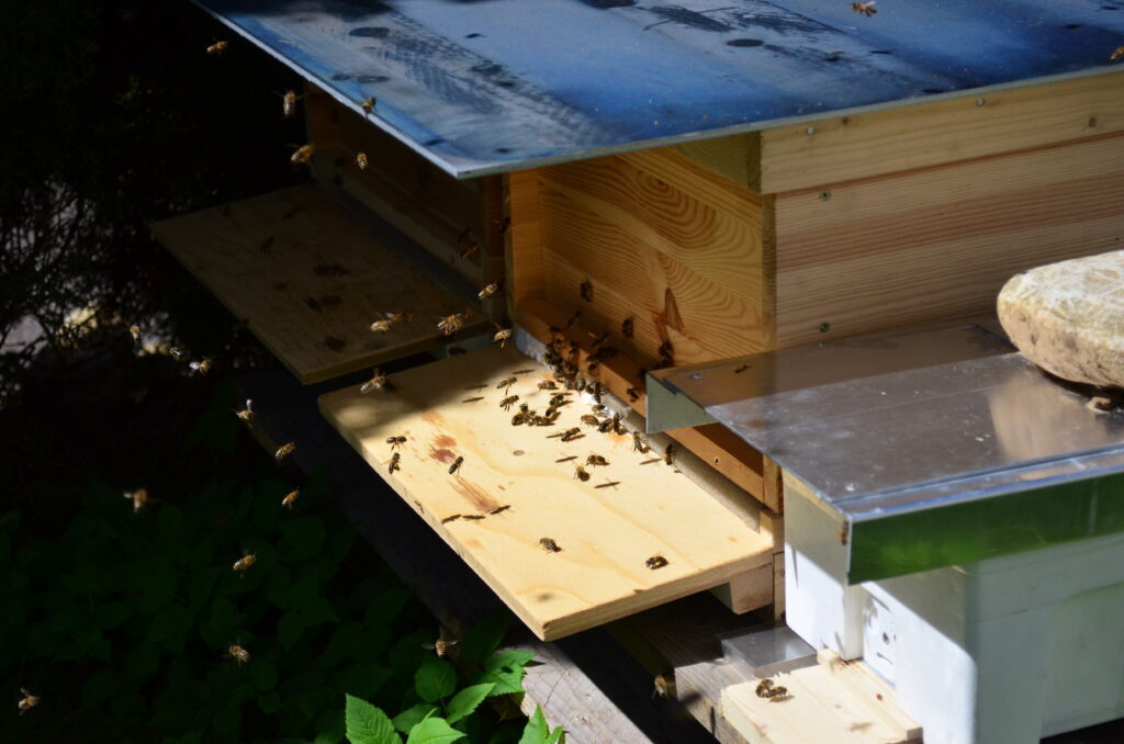 Bienenstock mit Bienen